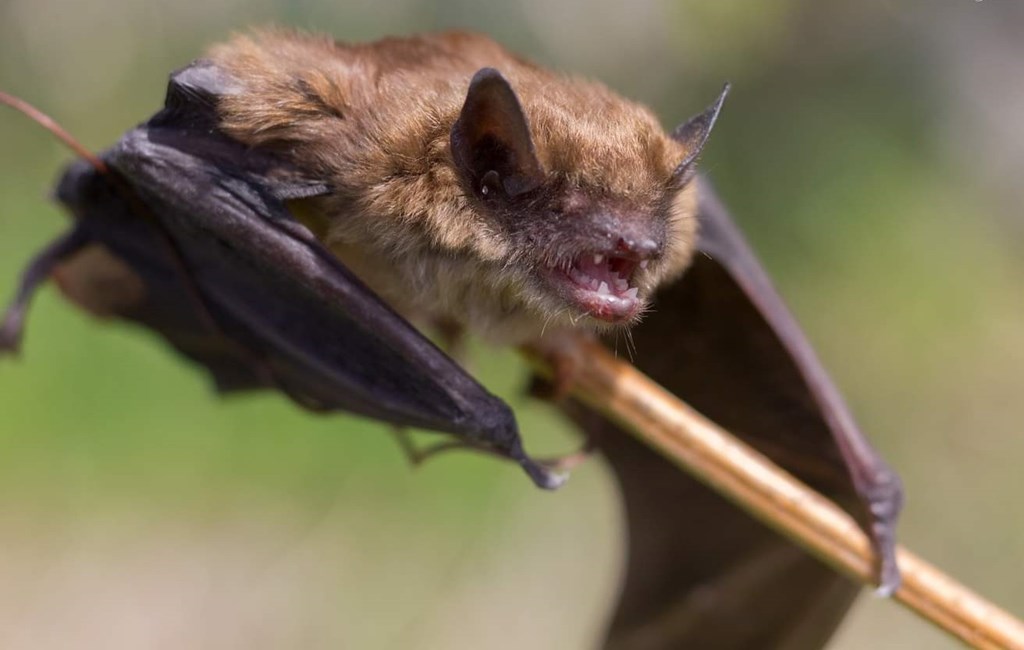 Big Brown Bat by JC Photography