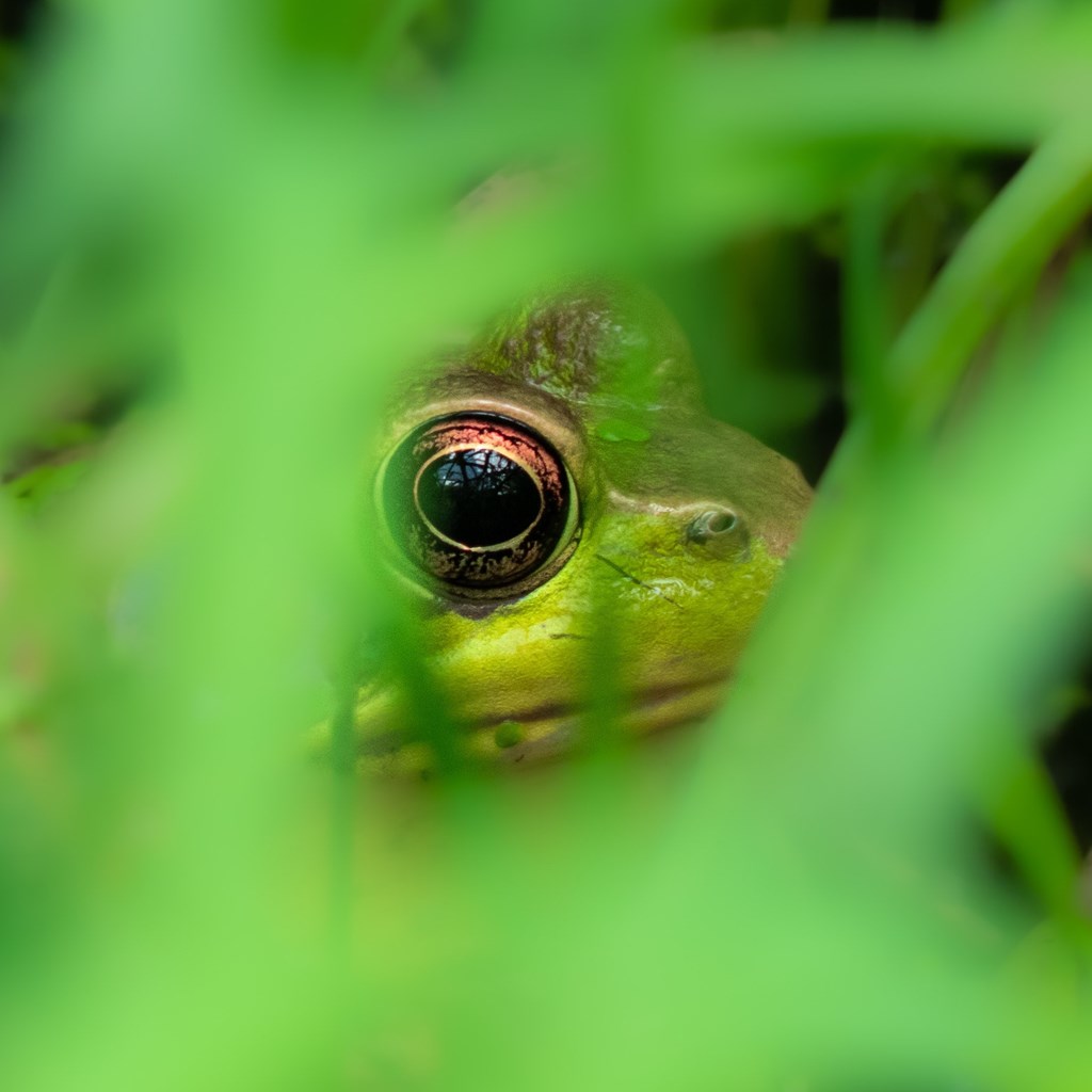 Frog by Ryan Mungin