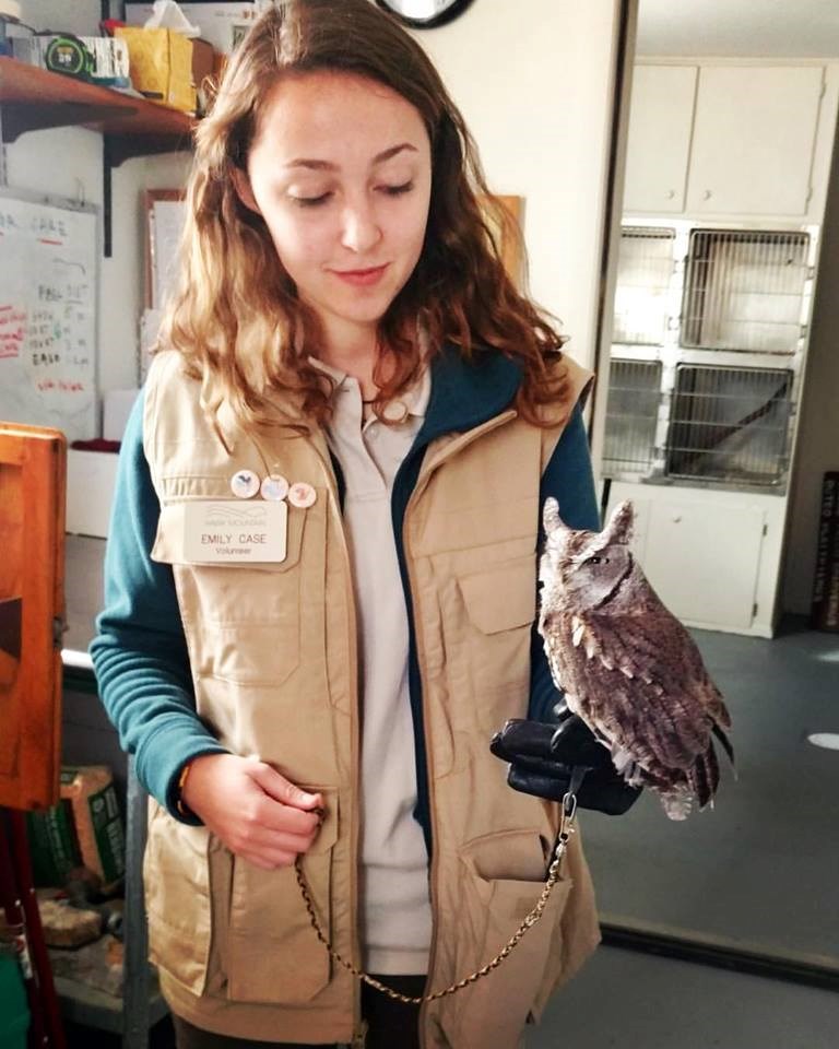 Education Trainee Emily Case practicing with the Eastern Screech Owl education bird