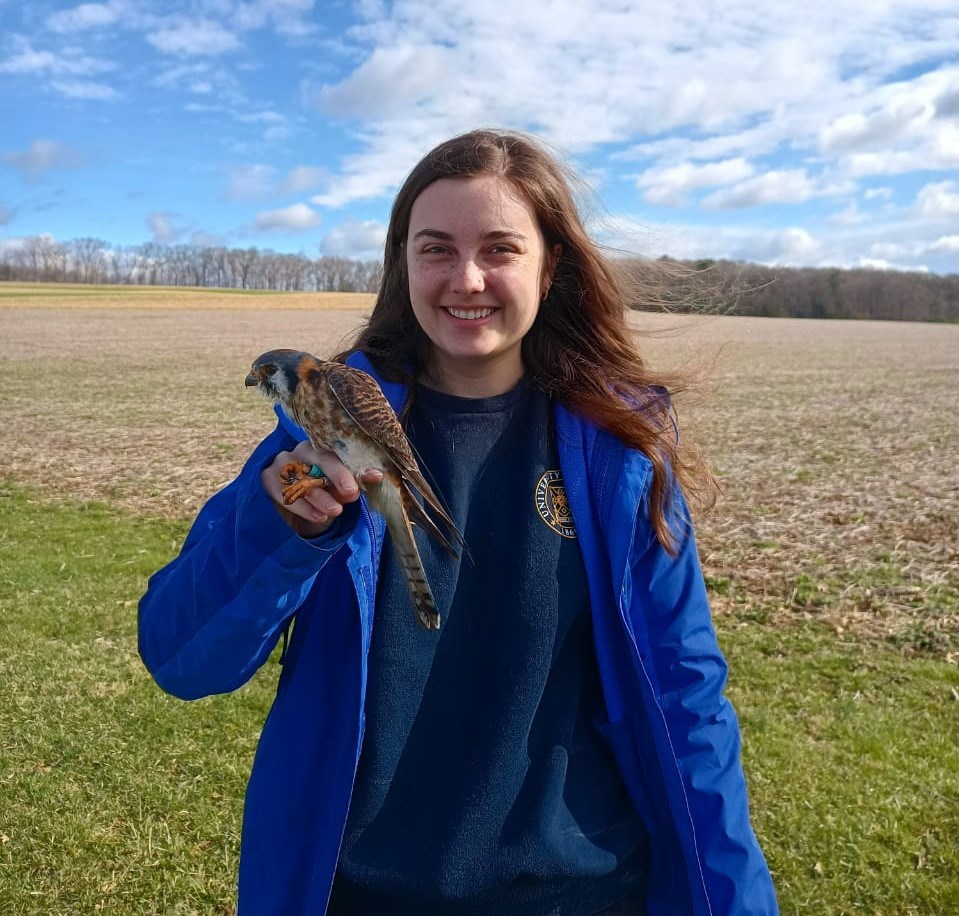 Trainee Julia Runkle holding a tagged American kestrel