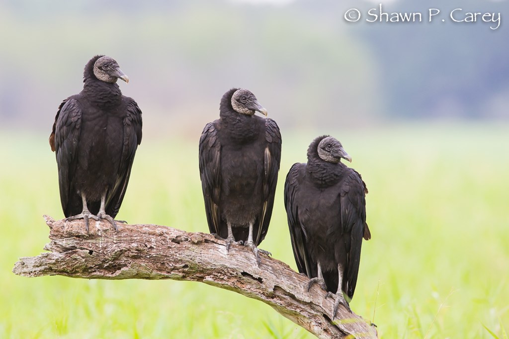 Three black vultures perched on a branch