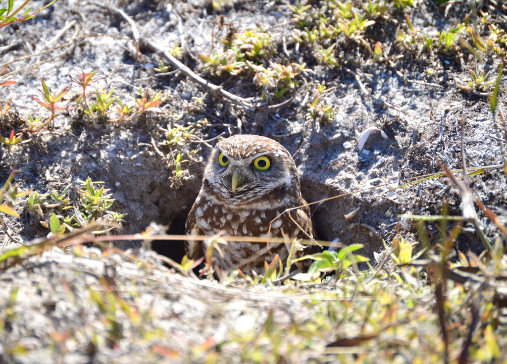 Burrowing owl emerging from its burrow