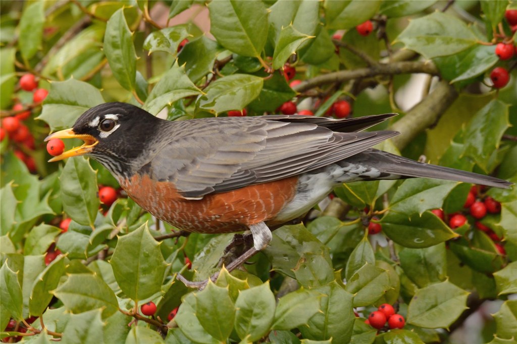 An American robin about to eat a holly berry while perched on a bush branch. 