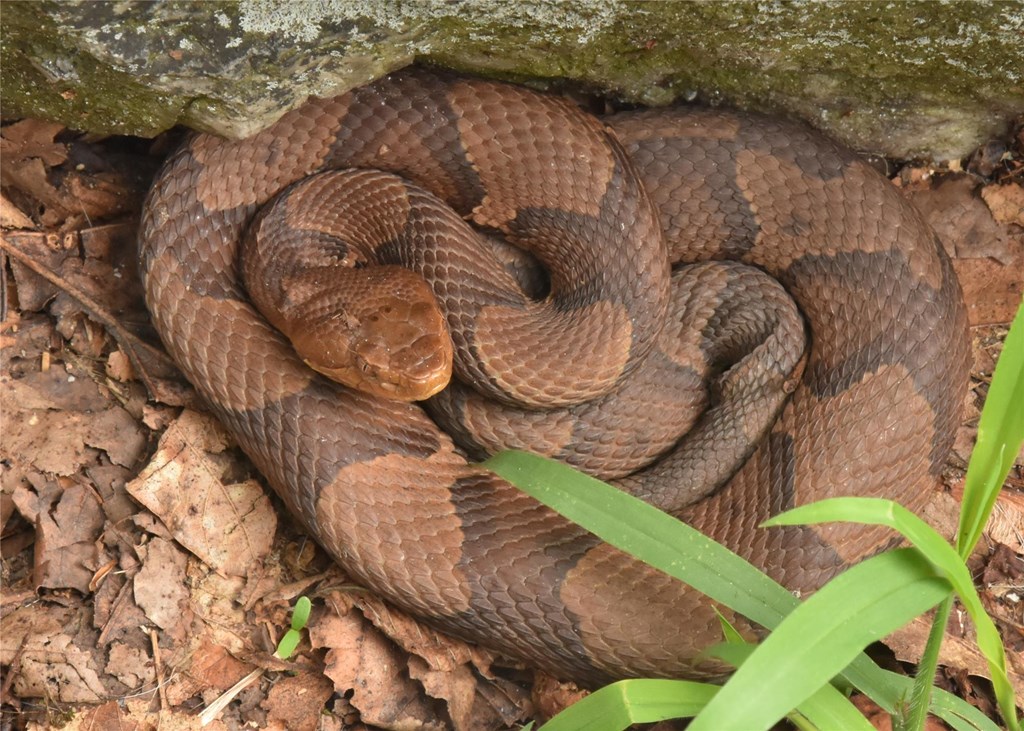 Northern Copperhead Snake