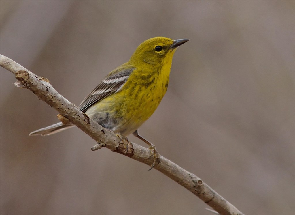 A Pine Warbler Perched On A Branch