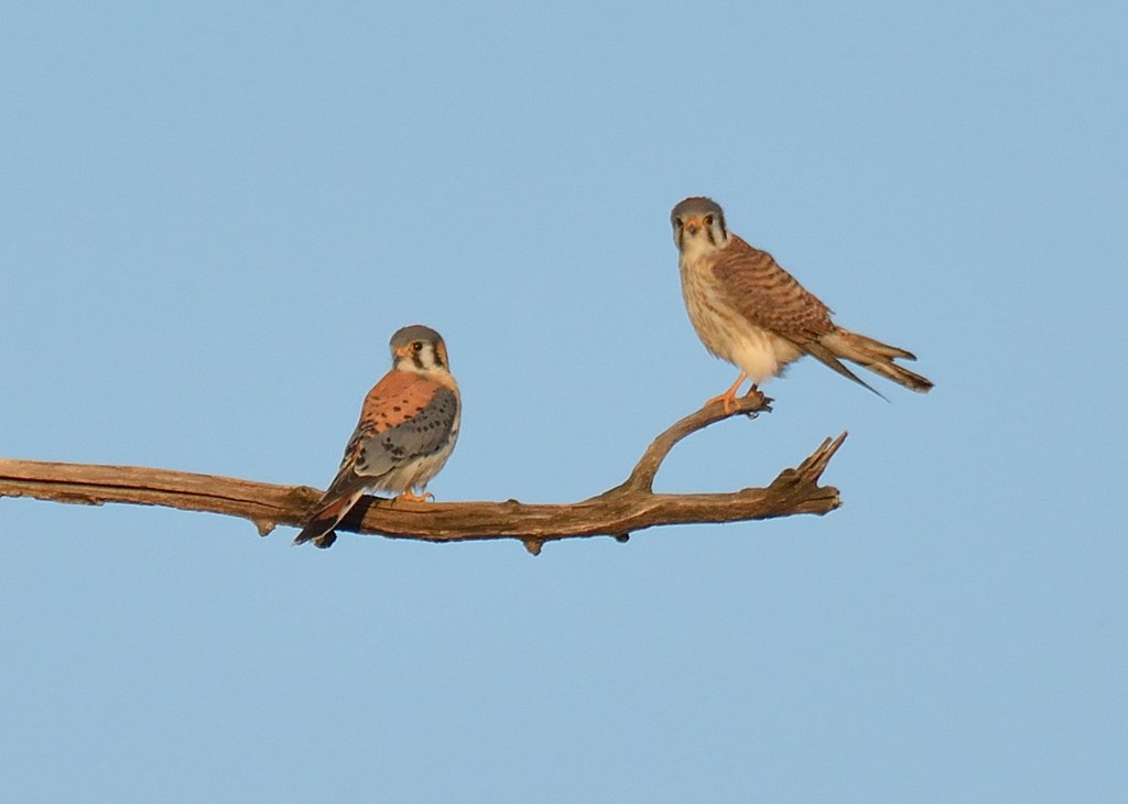 Male and Female American Kestrels Perched on a Branch