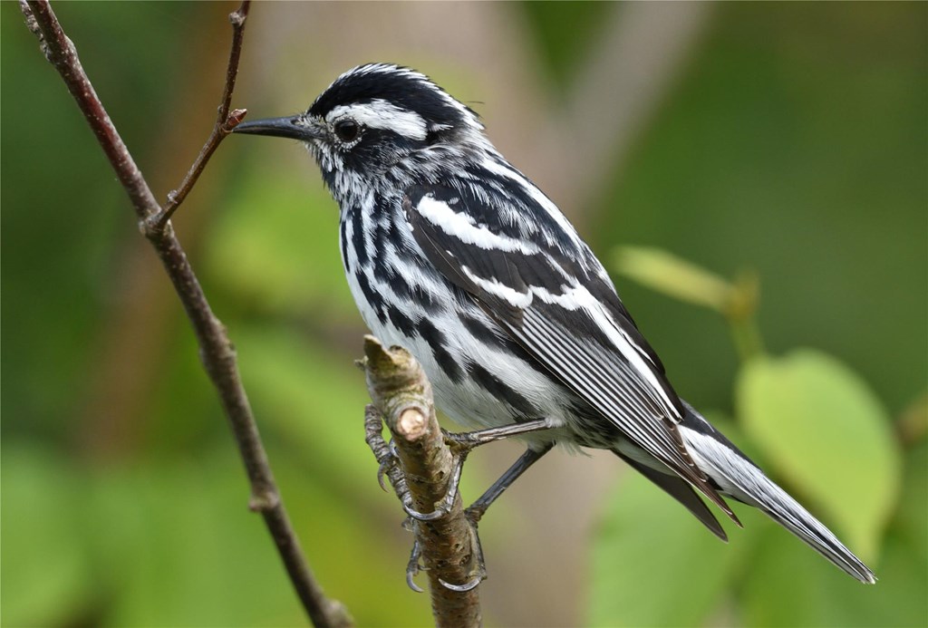 Black and White Warbler by Bill Moses