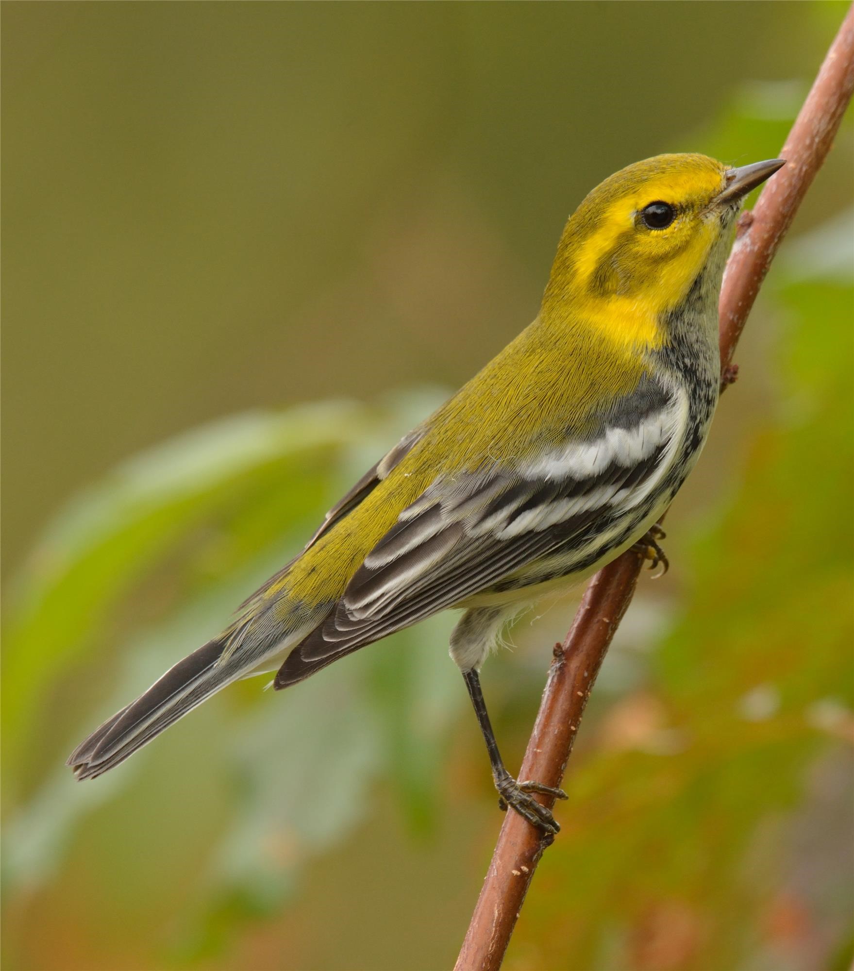 Warbler Walk at Leaser Lake Warbler Walk at Leaser Lake
