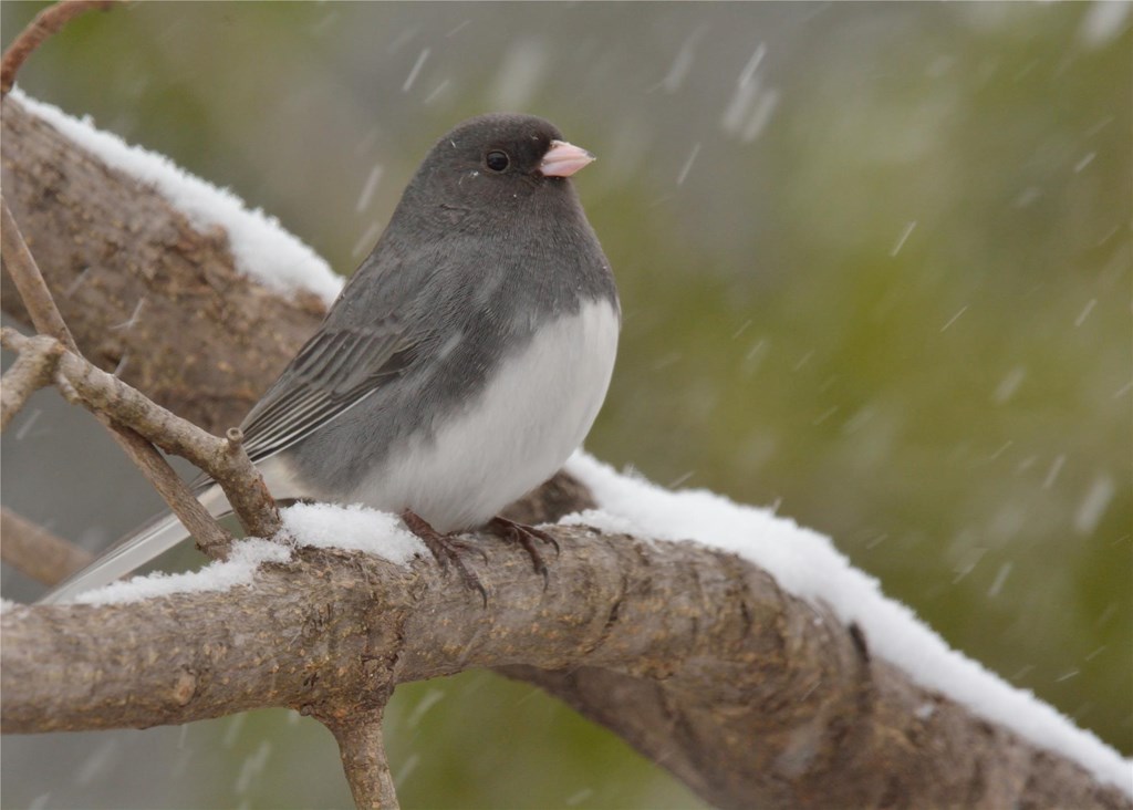 Dark-eyed Junco perched on a tree branch as snow falls.