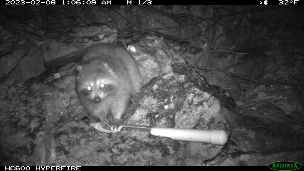 Trail Camera Footage of a Raccoon