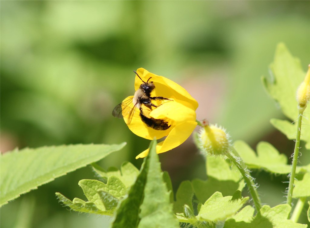 Eastern Carpenter Bee on Celandine Poppy Flower