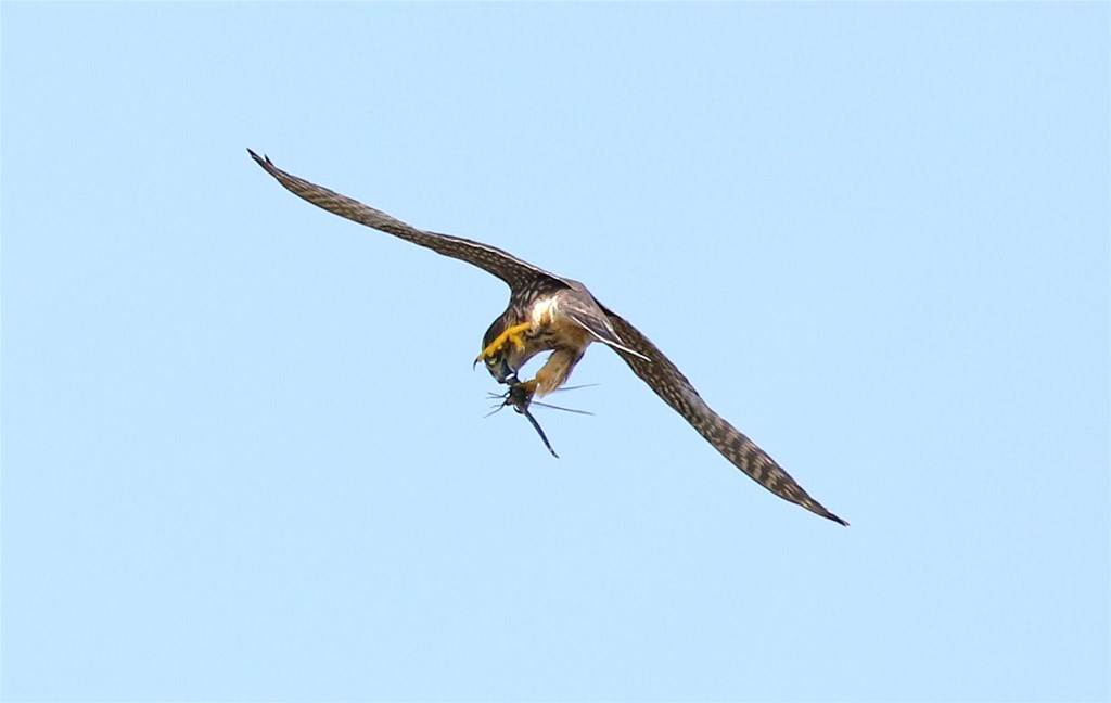 Merlin consuming a dragonfly on the wing.