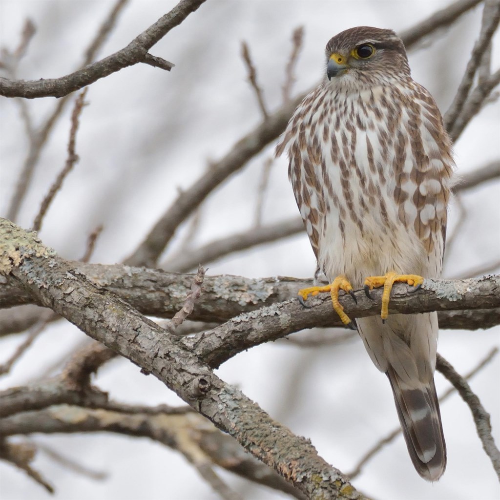 A merlin perched in a tree showing contrasting plumage and yellow talons.