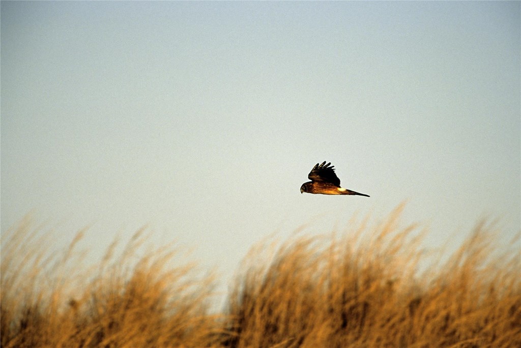 A northern harrier soars over tall grassland