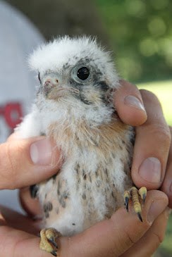kestrel chick