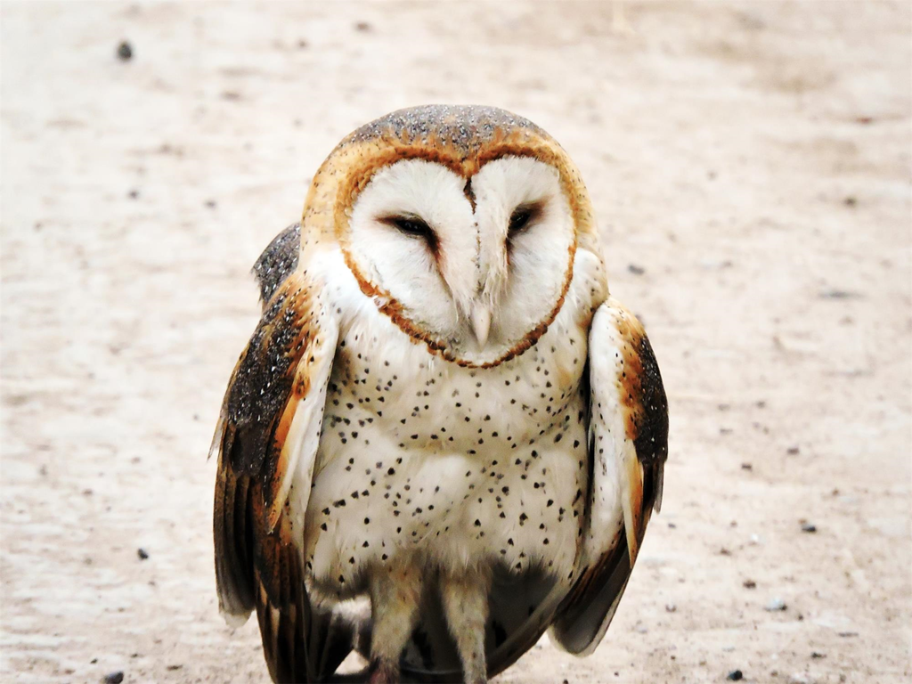 Barn owl perched on ground