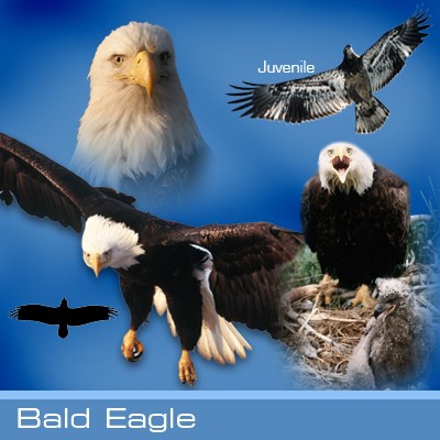 Bald eagle identification graphic