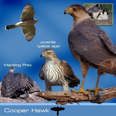 Cooper's hawk identification graphic