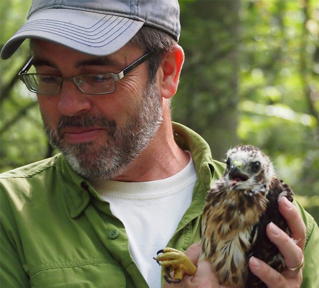 Biologist David Barber holding a recently banded broad-winged hawk chick