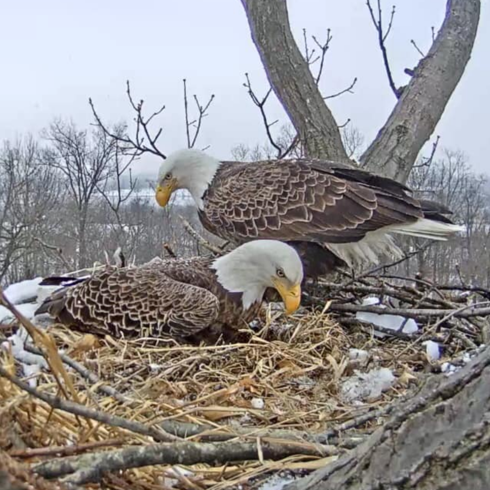 Two adult bald eagles sitting in a nest, snapshot taken from a live web cam in 2019.