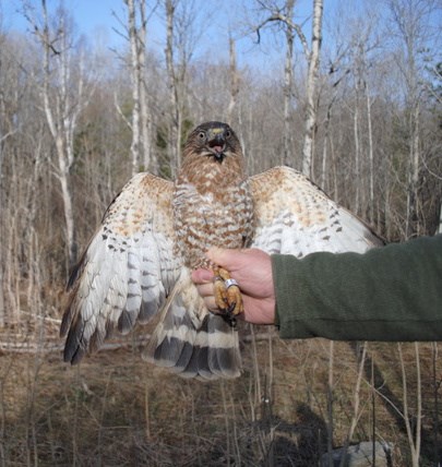Tagged Broad-winged Hawk Tagged Broad-winged Hawk