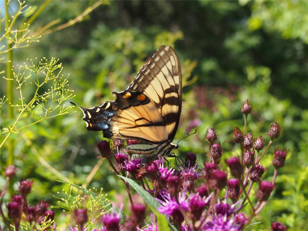 Ironweed with Perched Swallowtail Butterfly