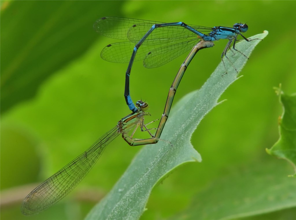 A Male and Female Common Blue Damselfly Mating