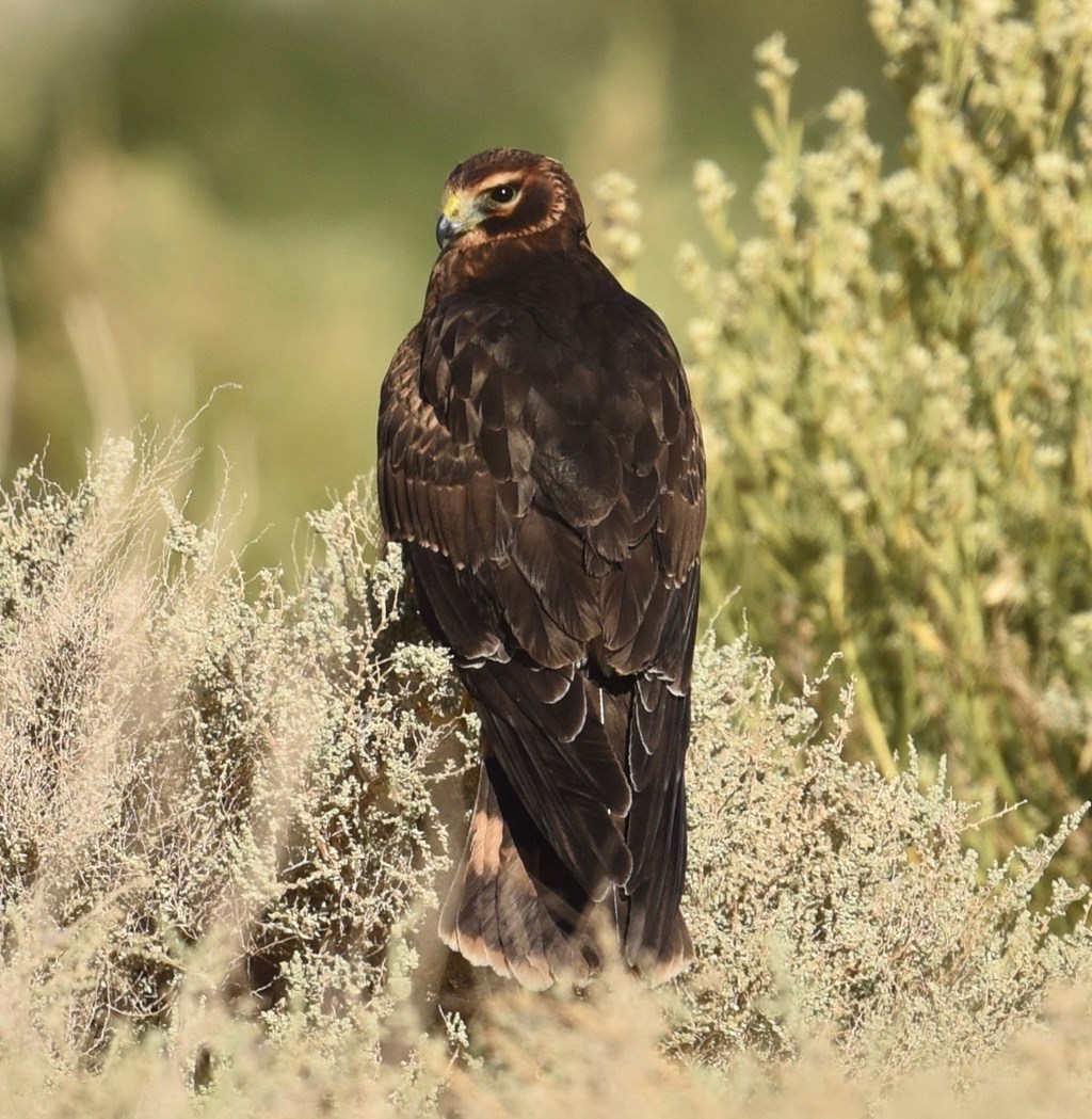 Northern harrier perched on a low bush