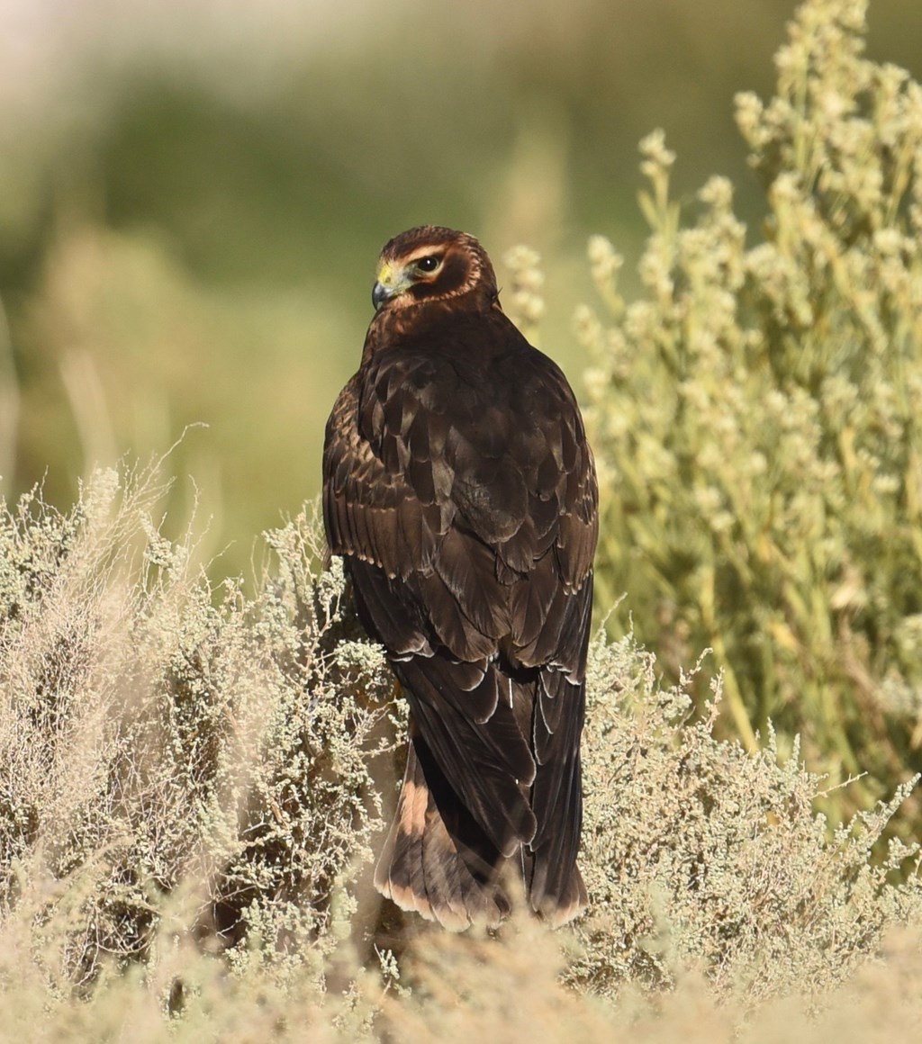 northern harrier perched in bush