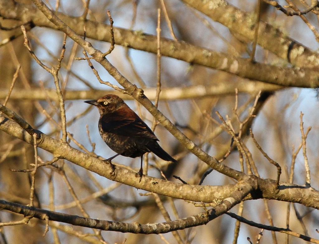 Rusty Blackbird Perched on a Bare Tree Branch