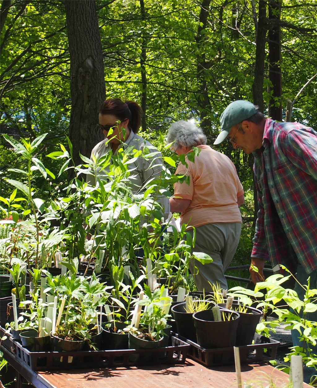 Shoppers at the Native Plant Sale