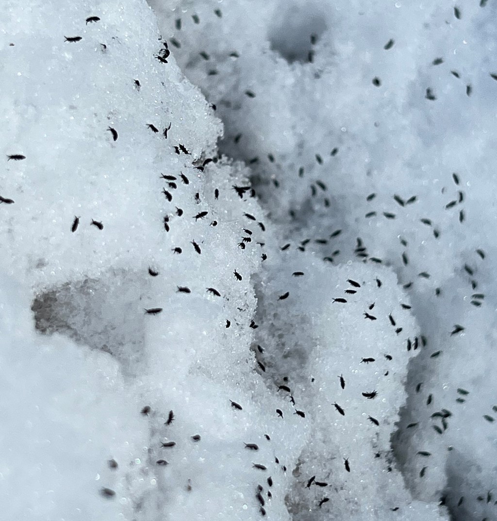 Snow Fleas Gathered On Melting Snow