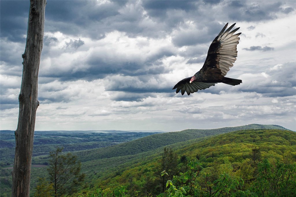 Turkey Vulture flies past North Lookout