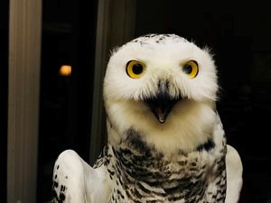 Snowy owl Stella, a female trapped and tagged by Project SNOWstorm in Amherst