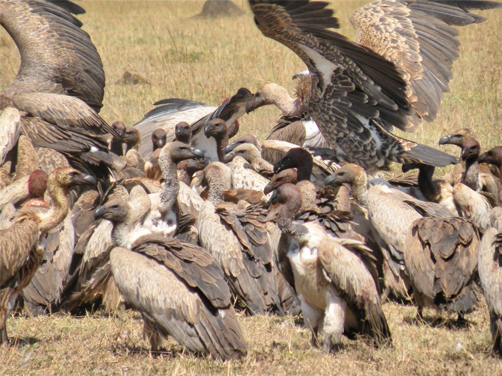 vultures in kenya