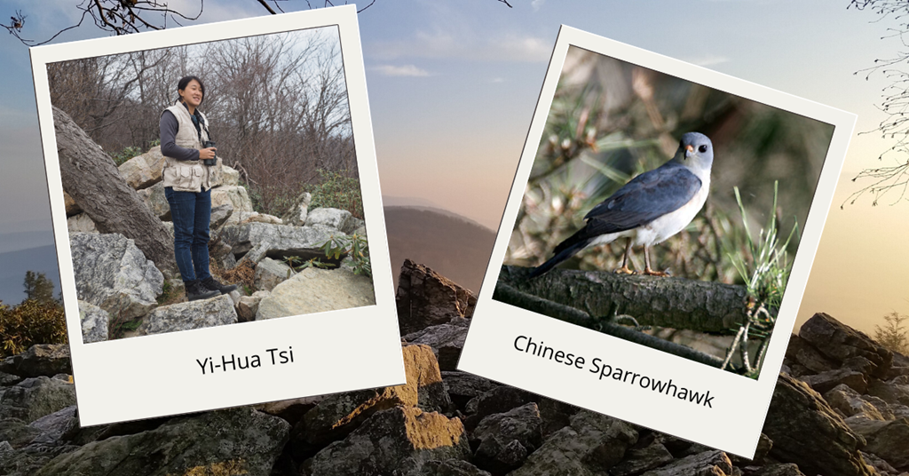 Yi-Hua and the Chinese Sparrowhawk