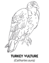 Preview of Raptor Coloring Pages