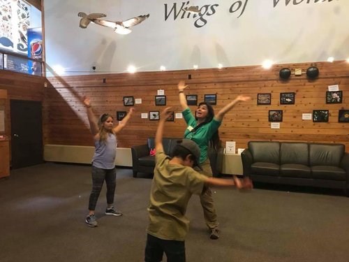 Wings of Wonder gallery
