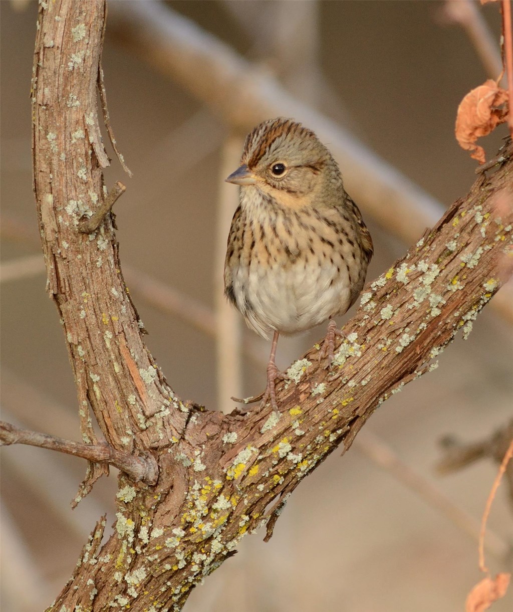 Lincoln's Sparrow by Bill Moses