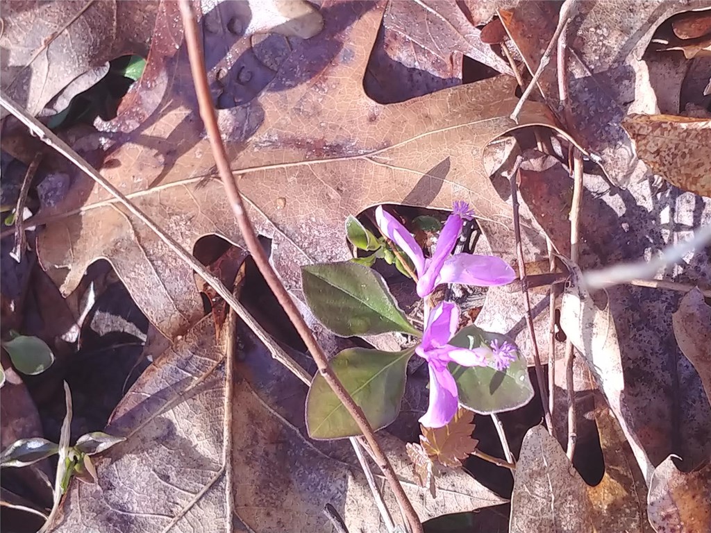 Fringed Polygala