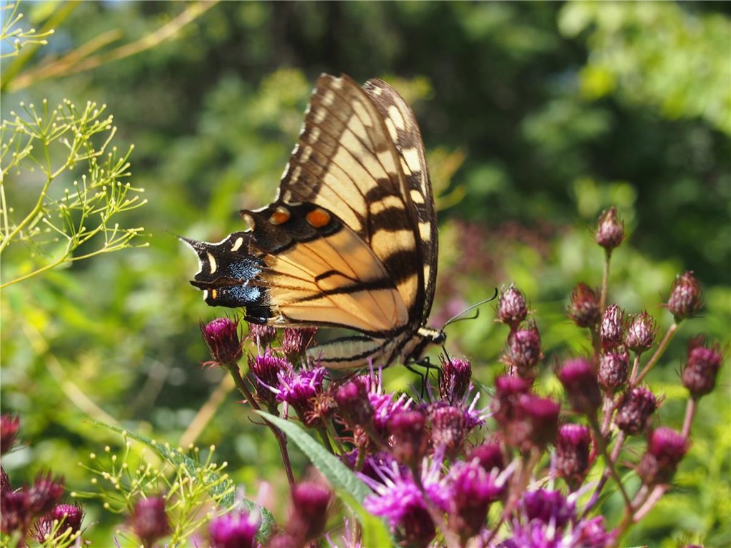swallowtail