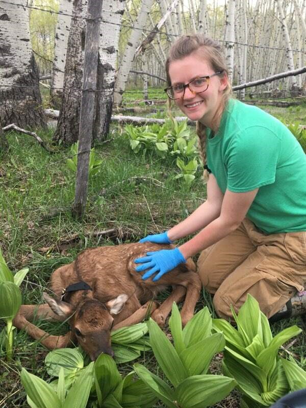Shannon with a young elk during her field work