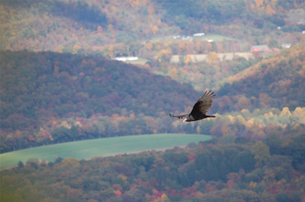 Turkey Vulture in Flight Over Fall Foliage
