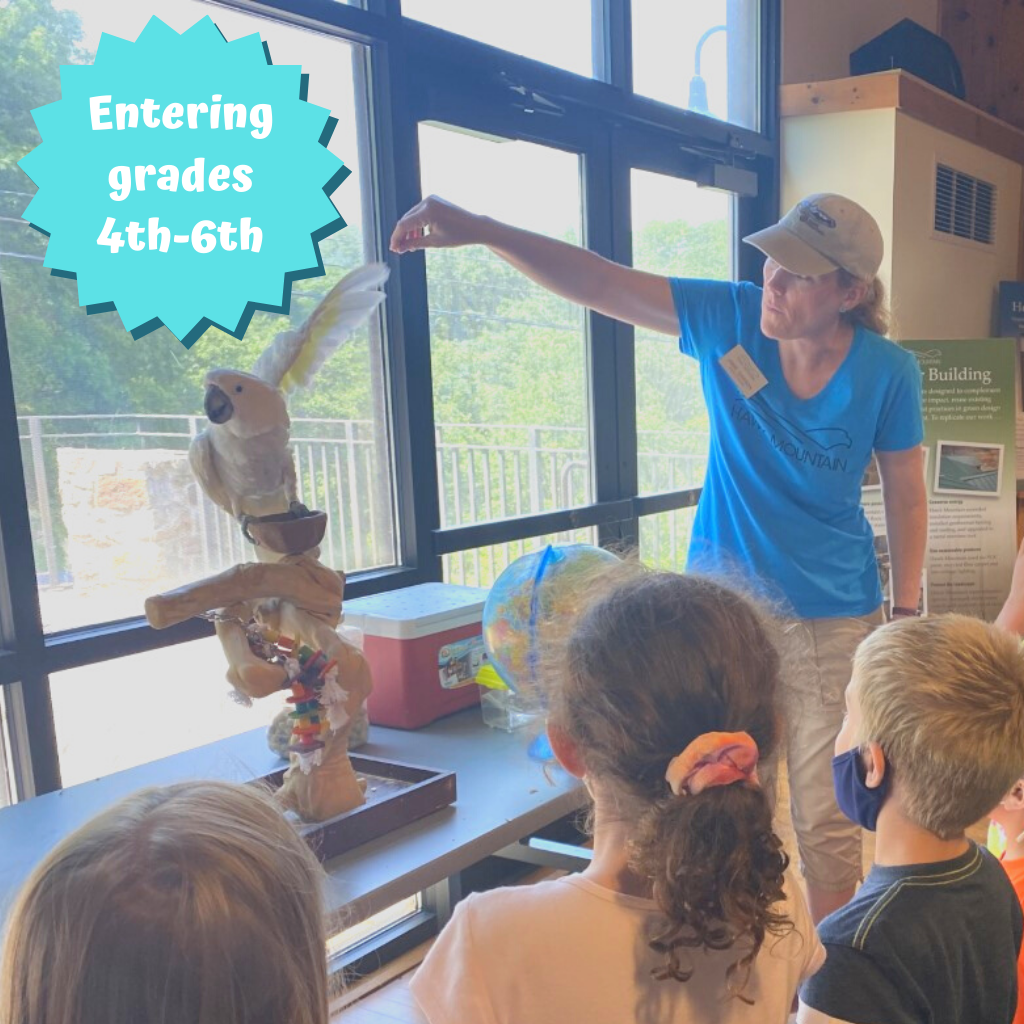 All About Animals Summer Camp 2022 All About Animals Summer Camp 2022