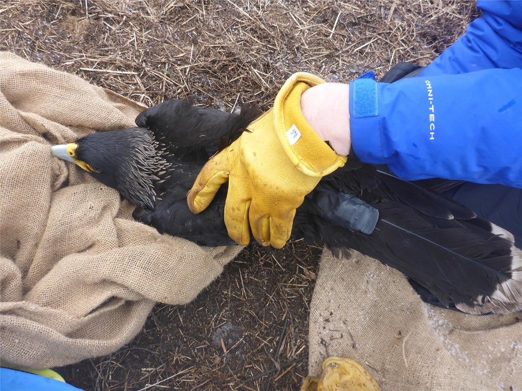 Jonathan attaching a gps tracker unit to a caracara before re-release