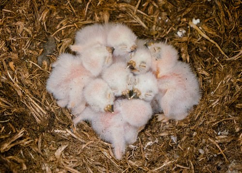 Baby Burrowing Owls
