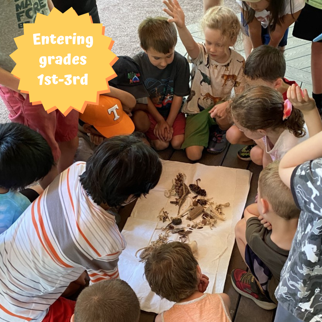 Wild Discoveries Summer Camp 2022