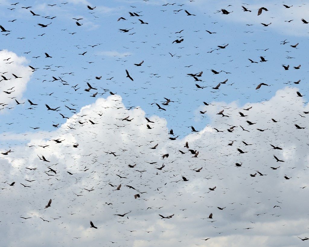 Hawks Migrating in Panama