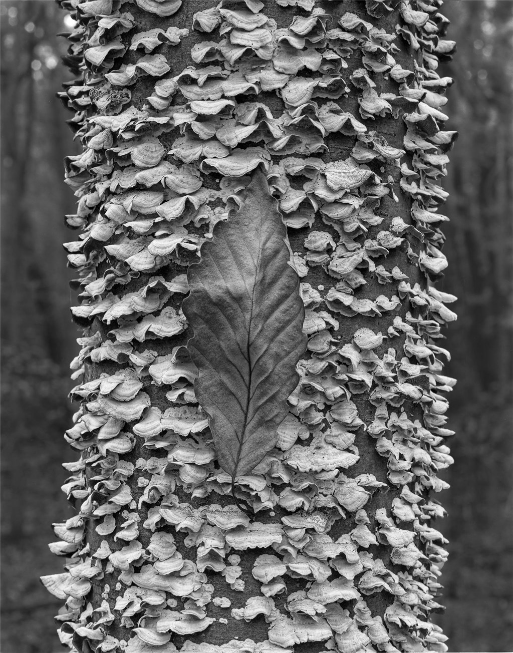 Fungi and Leaf on a Tree