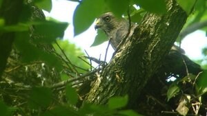 perched broadwing perched broadwing